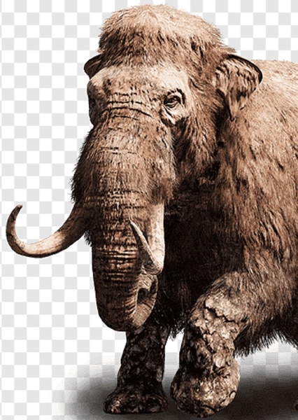 Woolly Mammoth photo