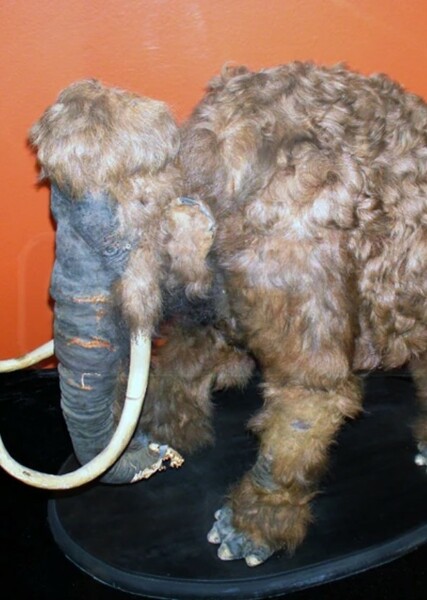 Woolly Mammoth photo