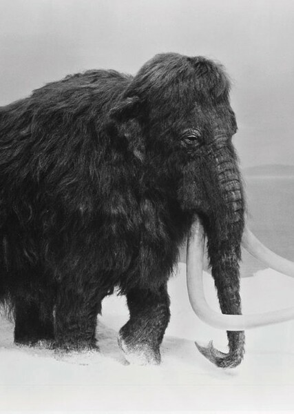 Woolly Mammoth