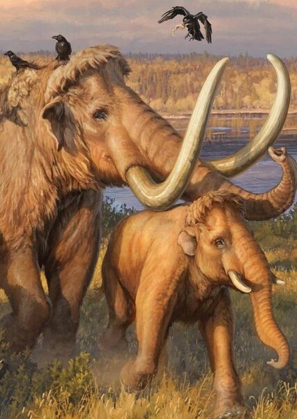 Woolly Mammoth photo
