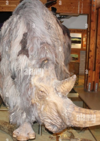 Woolly Rhinocero photo