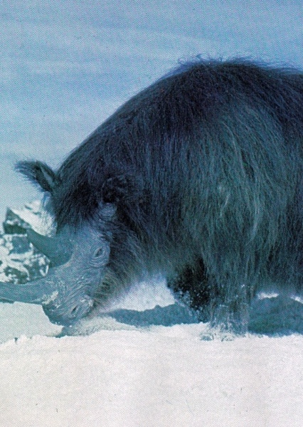 Woolly Rhinoceros photo