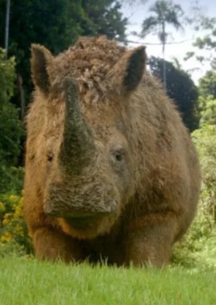 Woolly Rhinoceros