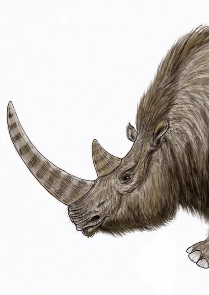 Woolly Rhinoceros