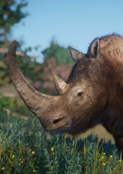 Woolly Rhinoceros