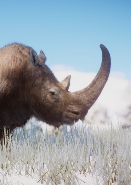 Woolly Rhinoceros