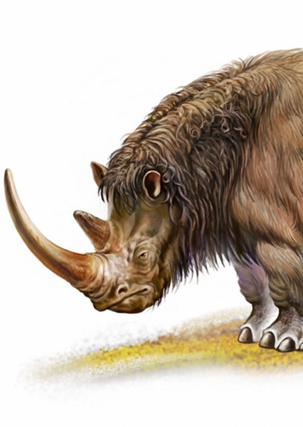 Woolly Rhinoceros