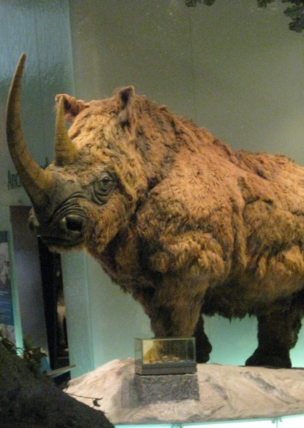 Woolly Rhinoceros photo