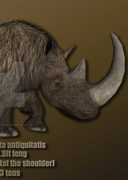 Woolly Rhinoceros photo