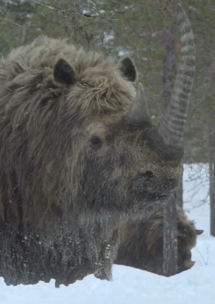 Woolly Rhinoceros (Prehistoric Planet: Ice Age)