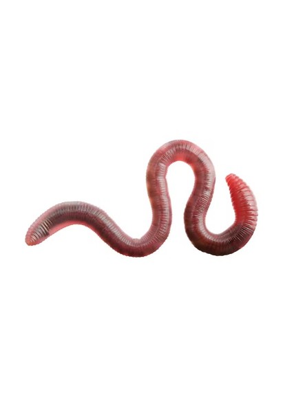 Worm photo