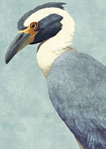 Xenerodiops