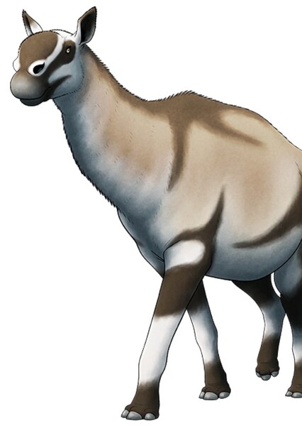 Xenorhinotherium