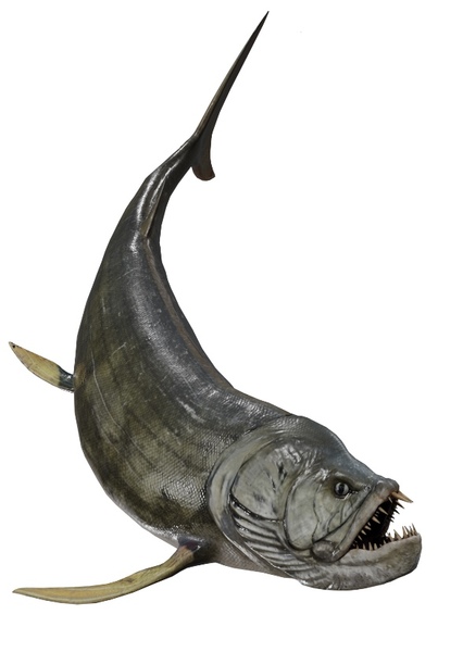 Xiphactinus photo