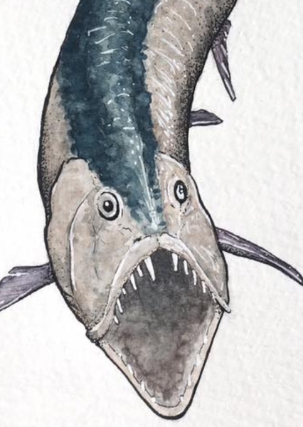 Xiphactinus photo