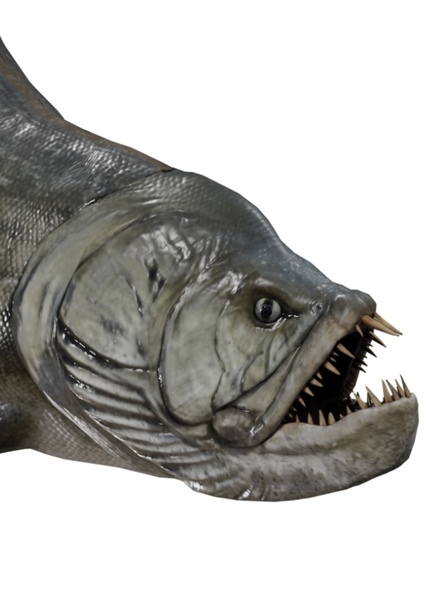Xiphactinus photo