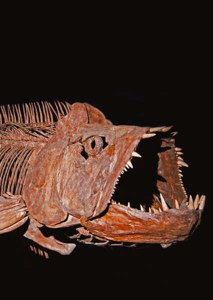 Xiphactinus photo