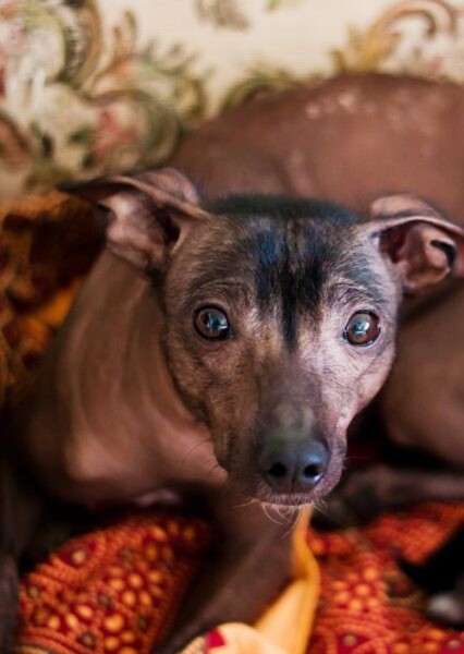 xoloitzcuintli