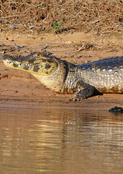 Yacare Caiman