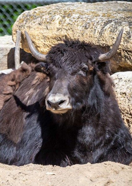 Yak (Animal)