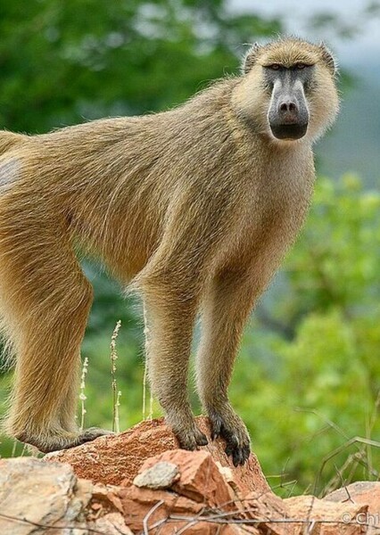 Yellow Baboon