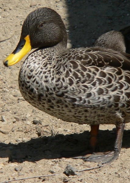 Yellow-Billed Duck