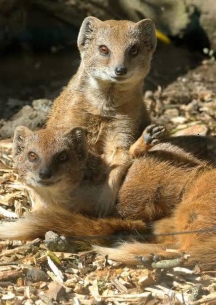 Yellow Mongoose photo