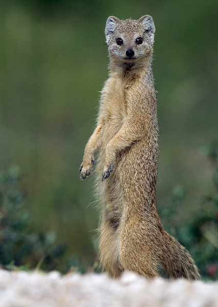 Yellow Mongoose photo