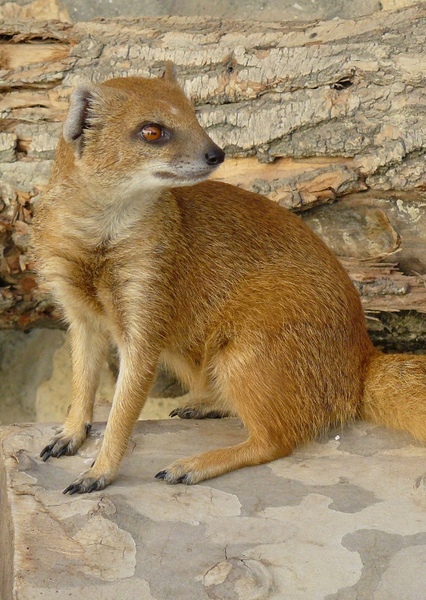 Yellow Mongoose photo