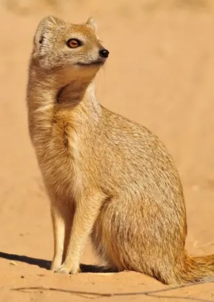 Yellow Mongoose photo
