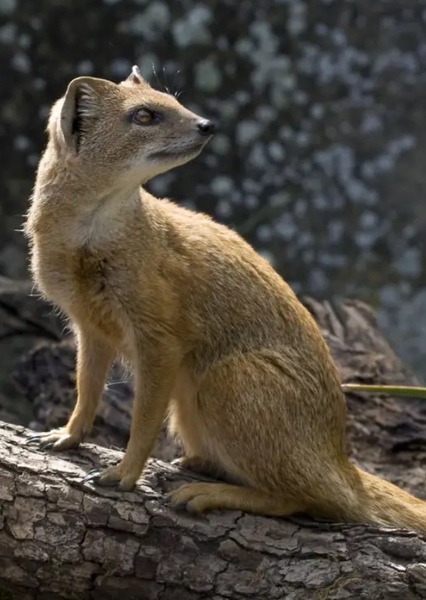 Yellow Mongoose