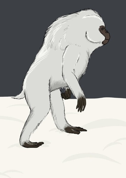 Yeti photo