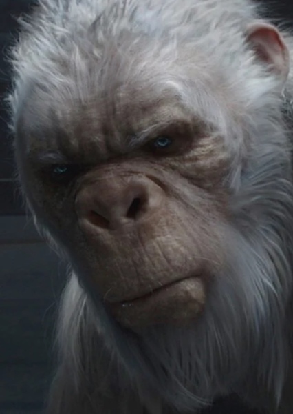 Yeti photo