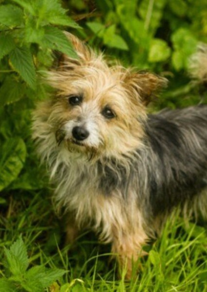 Yorkie Russell (Yorkshire/Jack Russell Terrier Mix)