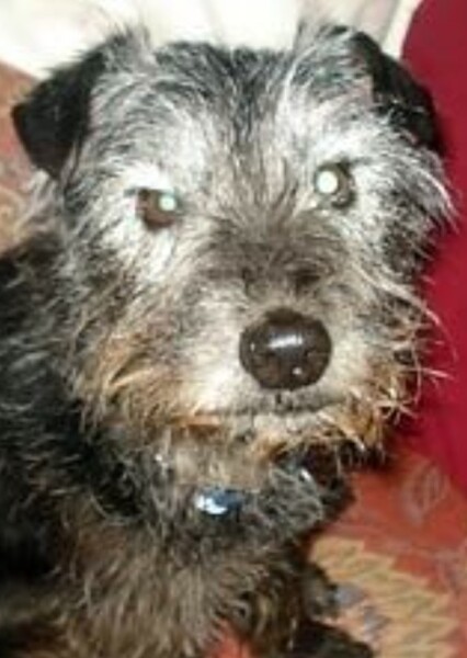 Yorkie Russell (Yorkshire/Jack Russell Terrier Mix) photo