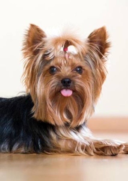 Yorkshire Terrier