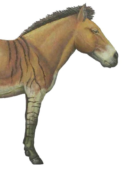 Yukon Wild Horse photo