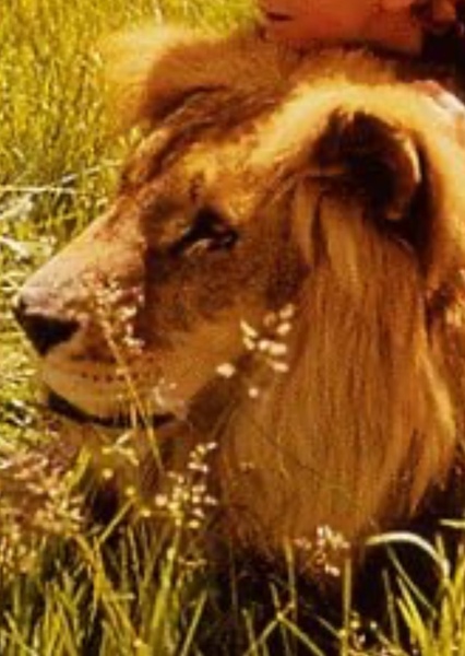 Zamba the Lion photo