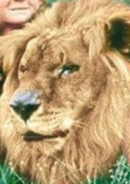 Zamba the Lion photo
