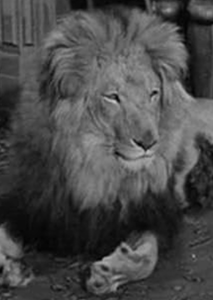 Zamba the Lion photo