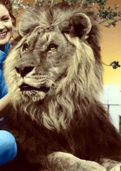 Zamba the Lion photo
