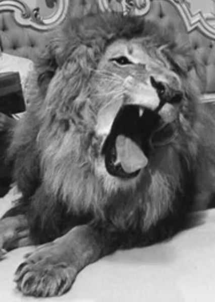 Zamba the Lion photo