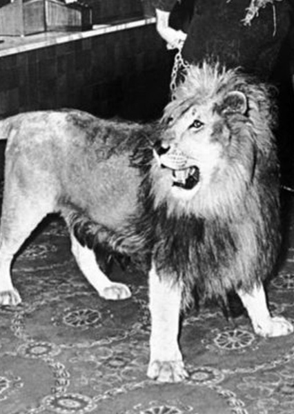Zamba the Lion photo