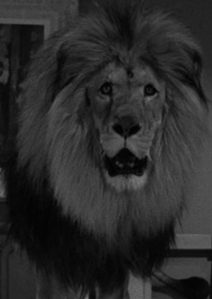 Zamba the Lion photo
