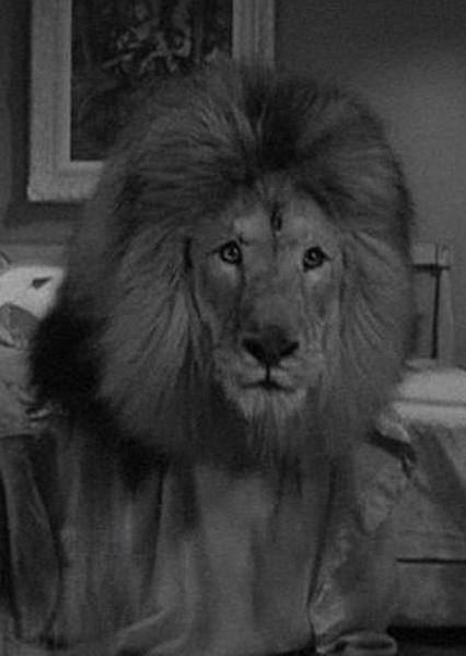Zamba the Lion photo