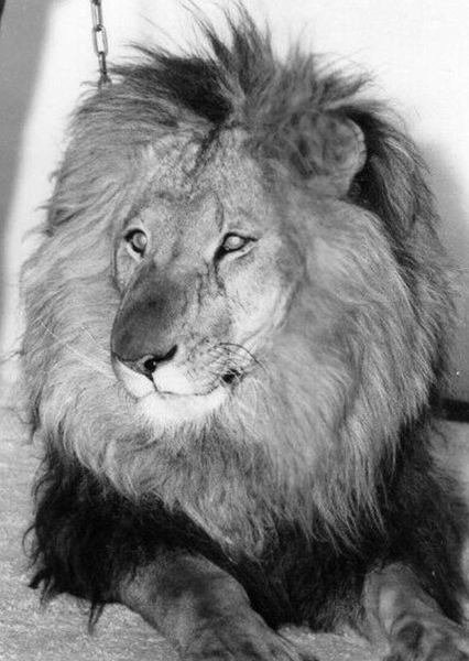 Zamba the Lion photo