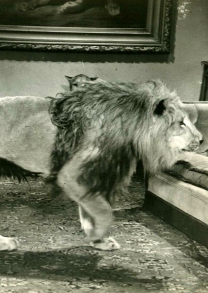 Zamba the Lion photo