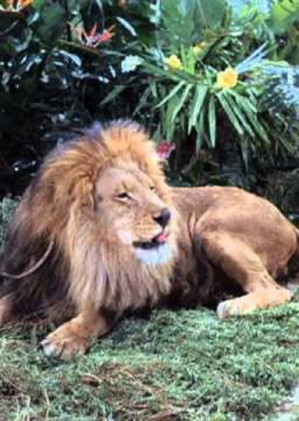 Zamba the Lion photo