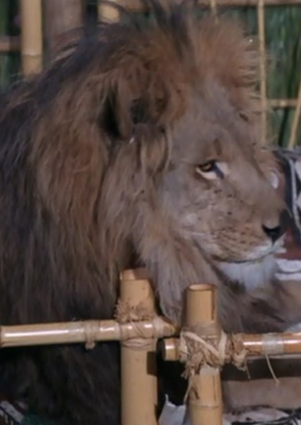 Zamba the Lion photo
