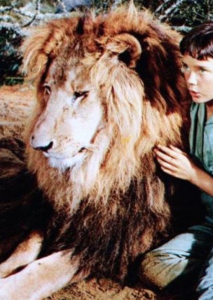 Zamba the Lion photo